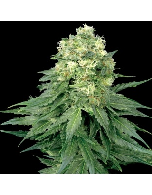 Green Dream Cannabis Seeds Feminized