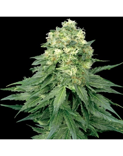 Green Dream Cannabis Seeds Feminized