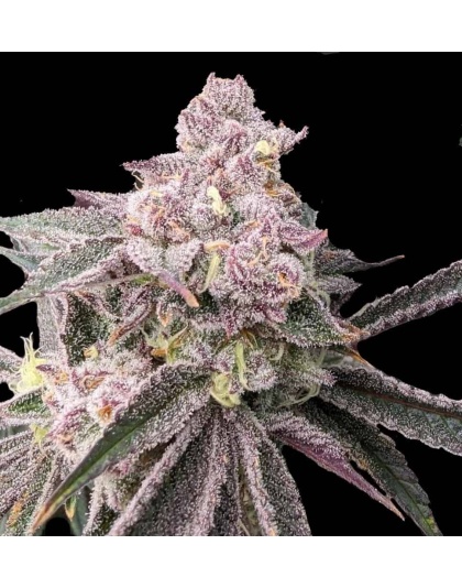Pink Slurricane cannabis seeds