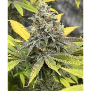 Planet Of The Grapes Feminized Cannabis 