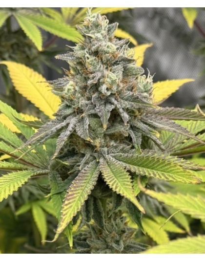 Planet Of The Grapes Feminized Cannabis 