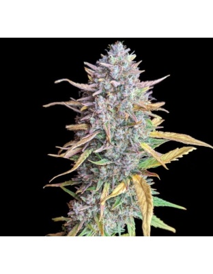 Strawberry Banana Fast Version Cannabis Seeds Feminized