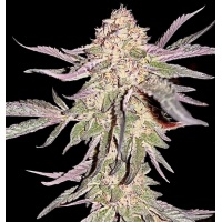 Peanut Butter Breath Feminized Seeds Strain Review (High THC)
