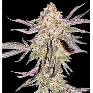 peanut butter breath strain