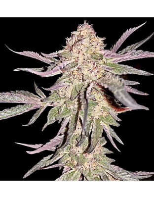 peanut butter breath strain