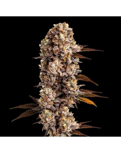 Star Killer Cannabis Seeds Feminized