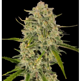 Blackberry Runtz Cannabis Seeds Feminized
