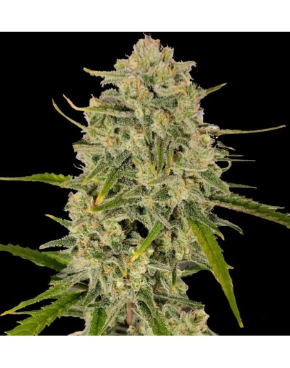Blackberry Runtz Cannabis Seeds Feminized