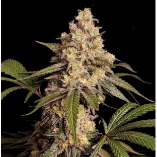 Full gas Cannabis Seeds Feminized