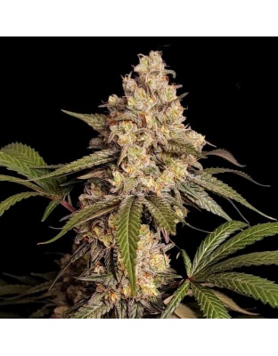 Full gas Cannabis Seeds Feminized