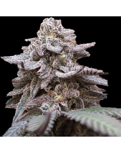 Mimosa Cannabis Seeds Feminized