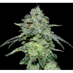 Vanilla Frosting Cannabis Seeds Feminized