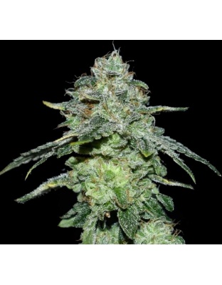 Vanilla Frosting Cannabis Seeds Feminized