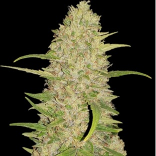 Frosted Gelato Cannabis Seeds Feminized