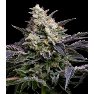 GMO Cookies Fast Version Cannabis Seeds Feminized