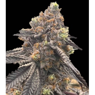 RS11 Autoflower Cannabis Seeds Feminized