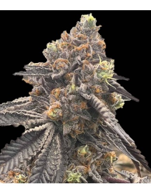 RS11 Autoflower Cannabis Seeds Feminized