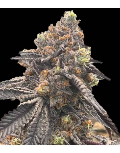 RS11 Autoflower Cannabis Seeds Feminized