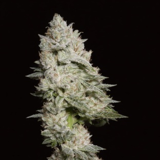 Blue God X Cluster Cannabis Seeds Feminized