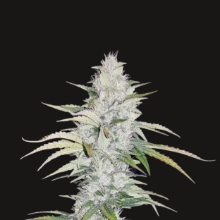 Blueberry Cough Cannabis Seeds Feminized
