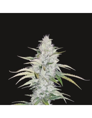 Blueberry Cough Cannabis Seeds Feminized