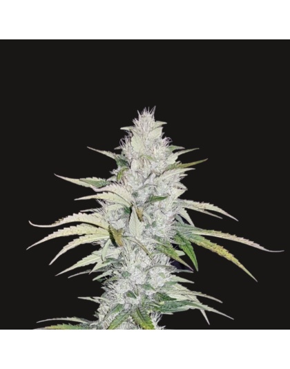 Blueberry Cough Cannabis Seeds Feminized