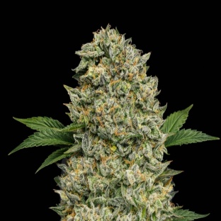 Blueberry Kush x AK-47 Cannabis Seeds Feminized