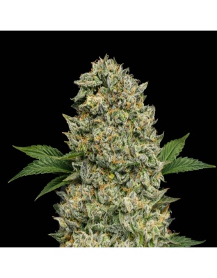 Blueberry Kush x AK-47 Cannabis Seeds Feminized