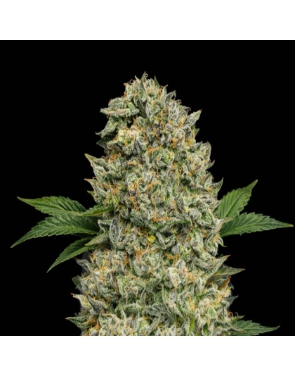 Blueberry Kush x AK-47 Cannabis Seeds Feminized