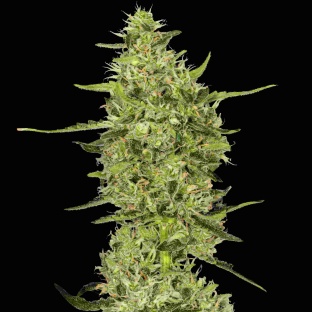 Amnesia Haze Cannabis Seeds Feminized