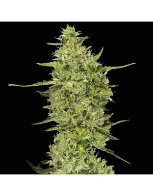 Amnesia Haze Cannabis Seeds Feminized