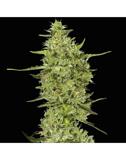 Amnesia Haze Cannabis Seeds Feminized