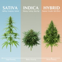 Sativa vs. Indica vs. Hybrid: The Ultimate Cannabis Strain Guide