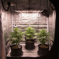 The Joy of Growing: Why More Americans Are Turning to Home Cultivation