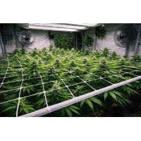 How to SCROG Cannabis Plants (Screen of Green)