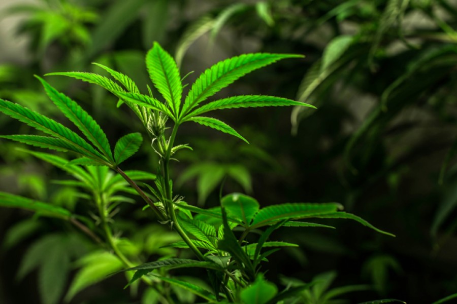 Premium Autoflower Seeds